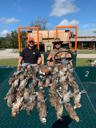 Bobwhite Quail Hunting Adventure