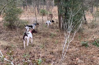 Pheasant Hunts