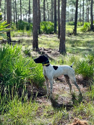 SE FL Quail Hunts