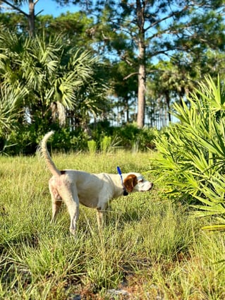 SE FL Quail Hunts