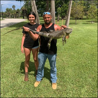 West Palm Beach Iguana Hunt