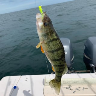 Perch Fishing in Ashtabula, Ohio