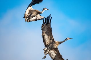 Sandhill Crane Insanity