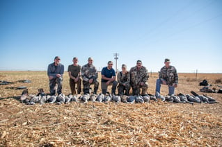 Sandhill Crane Insanity