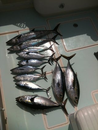 Tuna Marlin and More