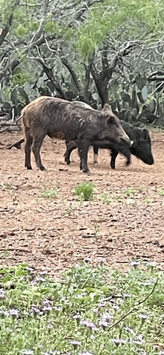 Bow Hunting Hogs!