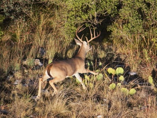 No-Frills Whitetail Hunt