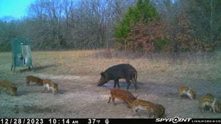 Weekend Long Hog Takedown!