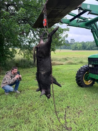 Weekend Long Hog Takedown!