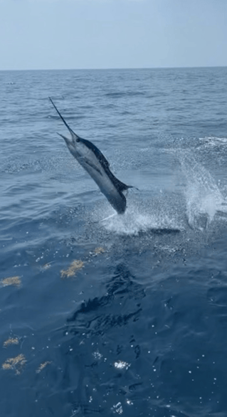 Offshore Sportfishing