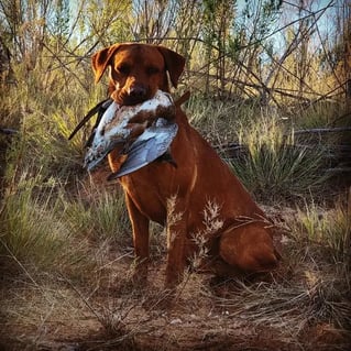 Childress, TX Duck Hunts