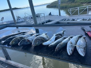 Flounder, Speckled Trout Fishing in Galveston, Texas