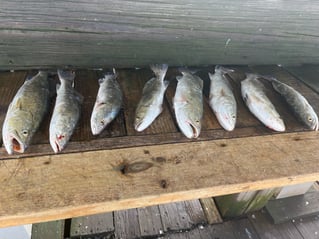 Speckled Trout Fishing in Galveston, Texas