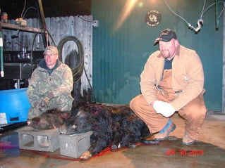 Hog Hunting in Loving, Texas