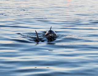 4 Hour Backwater/Nearcoastal Fishing Charter