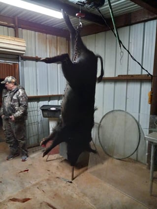 Hog Hunting in Trent, Texas