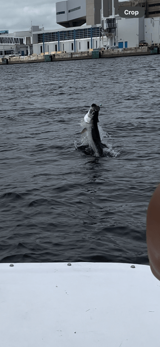 Tarpon Fishing in Fort Lauderdale, Florida