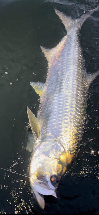 Tarpon Fishing in Fort Lauderdale, Florida