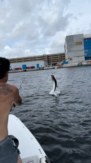 Tarpon Fishing in Fort Lauderdale, Florida