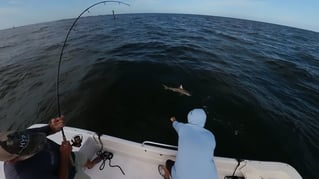 Night Time Inshore Tarpon & Snook