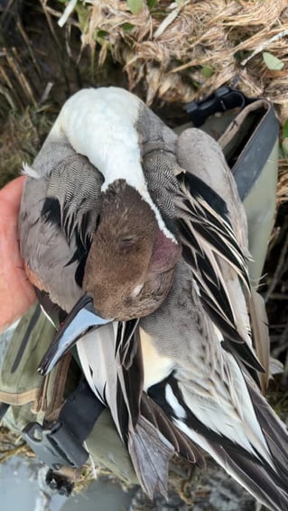 Laguna Madre Duck Hunts