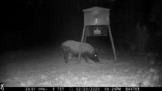 Hog Hunting in