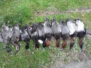 Self Guided Duck Hunts