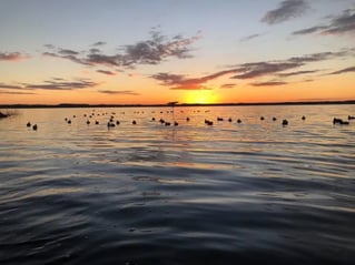 Self Guided Duck Hunts