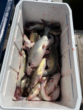 Blue Catfish Fishing in Montgomery, Texas