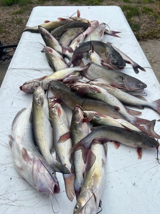 Blue Catfish Fishing in Montgomery, Texas