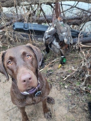 Guided Duck Hunts