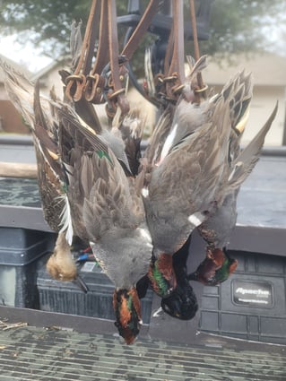 Guided Duck Hunts