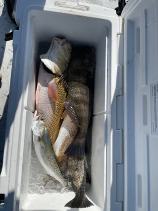 Black Drum, Redfish, Speckled Trout Fishing in Rockport, Texas