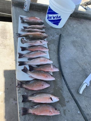 Mangrove Snapper Fishing in Coral Gables, Florida