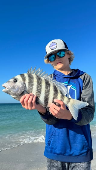 Sheepshead Fishing in Sarasota, Florida