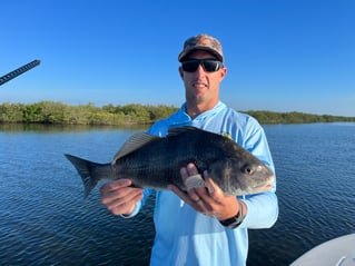 Black Drum Fishing in Edgewater, Florida