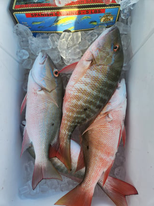 Mutton Snapper Fishing in Jupiter, Florida