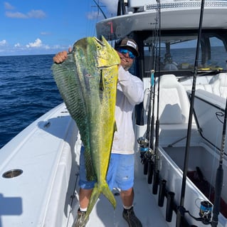 Mahi Mahi Fishing in Pensacola, Florida