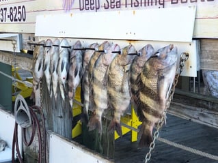 Sheepshead Fishing in Destin, Florida