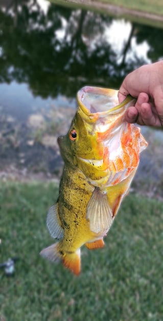 Peacock Bass Blast