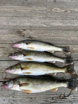 Guided Walleye Fishing Trips Normandy Lake