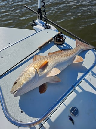 Sight Fishing For Redfish - Fly Or Spin