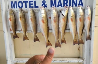 Morning and Evening  private Bay fishing trips