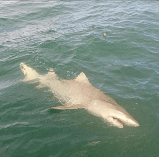 Action packed Coastal shark trip