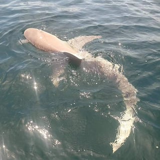 Coastal shark trips