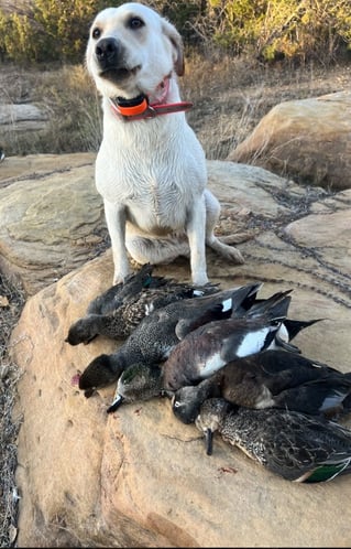 Waterfowl Hunting