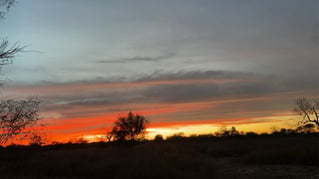 South Texas Dove Hunts