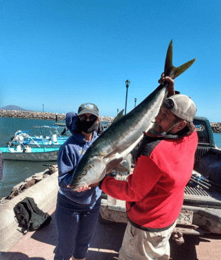 Cobia Fishing in Loreto, Mexico