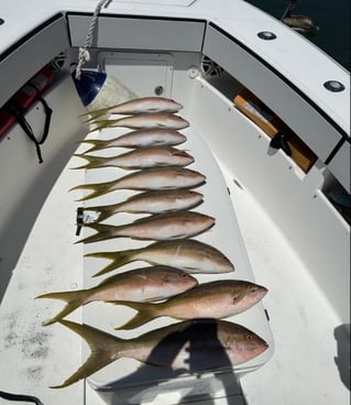 Yellowtail Snapper Fishing in Key West, Florida