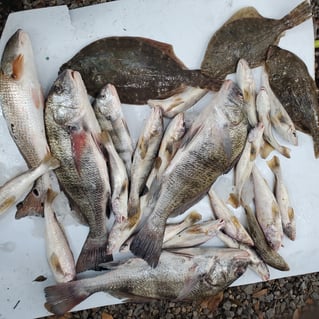 Black Drum, Redfish Fishing in Biloxi, Mississippi